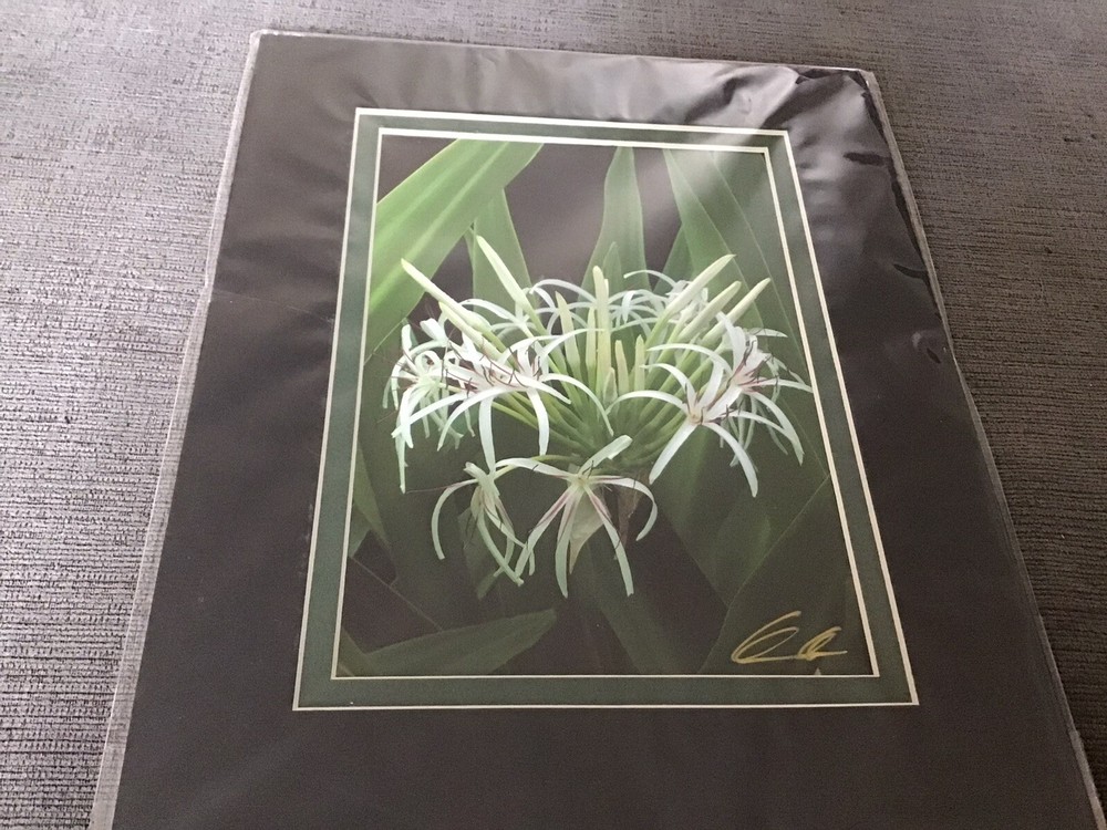 KERRY ODA Hawaiian Floral Art Photo 8×10 Double Matted Signed Print NIP