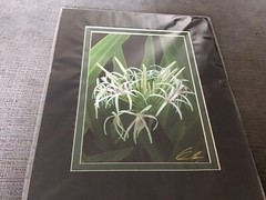 KERRY ODA Hawaiian Floral Art Photo 8×10 Double Matted Signed Print NIP