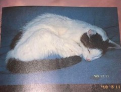 Nobuyoshi Araki Cat Chiro love death Ai shi Photo Book