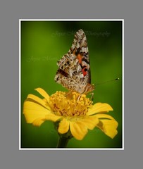 Butterfly Flower Photograph w Canvas Texture on Styrene Board Print Art 8×10