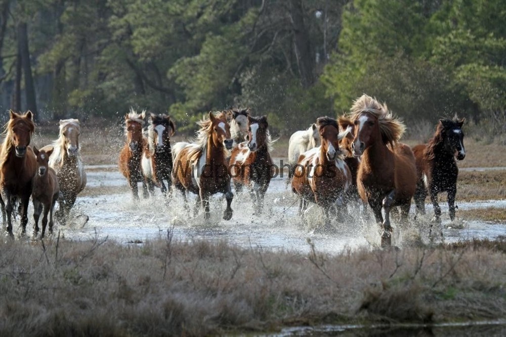 Chincoteague Pony Photo-Spring ’14 Surfer Dude leading the roundup Various Sizes