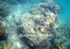 Digital Image Picture Photo Pic Andaman India underwater coral life scuba AND015
