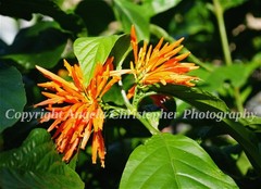 Original ACEO photo fine art print 2.5×3.5 inch MEXICAN HONESUCKLE orange flower