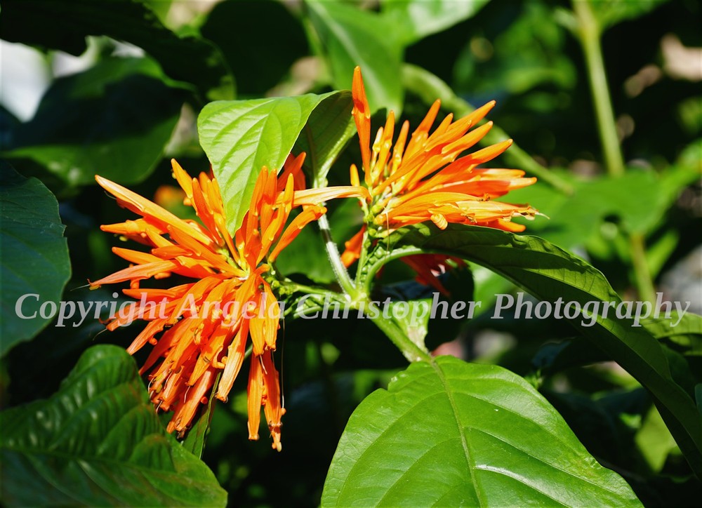 Original ACEO photo fine art print 2.5×3.5 inch MEXICAN HONESUCKLE orange flower
