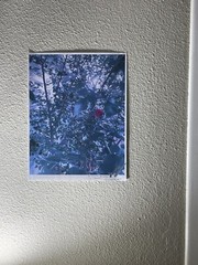 Landscape photograph- A Flower Among Leaves 8.5×11