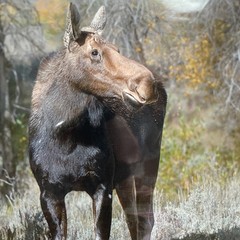 Signed Art Photography – Moose with Calf Wildlife Print – Duoznew