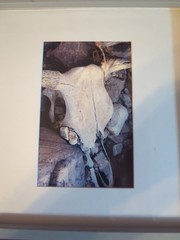 Cow Steer Skull Card Photo Framed And Matted, 8.5″ X 8.5″