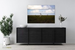 Cypress Prairie – Minimal Landscape Photography Fine Art Prints – Everglades, FL