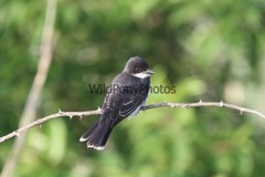 Eastern Kingbird Photo, Pick One Image – Various Sizes