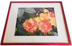 Pic Frame of A Pink Rose By E. Leader
