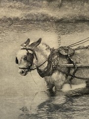 Antique In A Fix Alfred Strut Photogravure Chaos Coordinator Hardship Manager