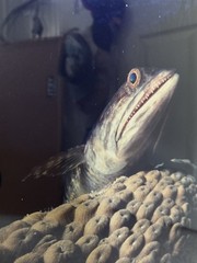 Bonaire Lizard Fish by J. Haines signed 1994