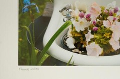 Tom Adams Photography Pink Petunias in Sink Garden Oregon Matted Photo Art 8×10