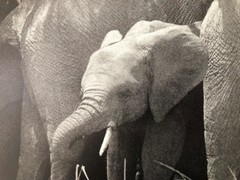 GEORGE RODGER,’ELEPHANTS, KENYA,1954′ AUTHENTIC 1990 ART PHOTO PRINT