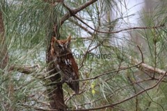 Screech Owl Photo, Pick One Image – Various Sizes
