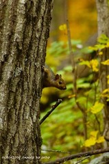 «I Spy a Couple of Nuts» Squirrel Wall Art