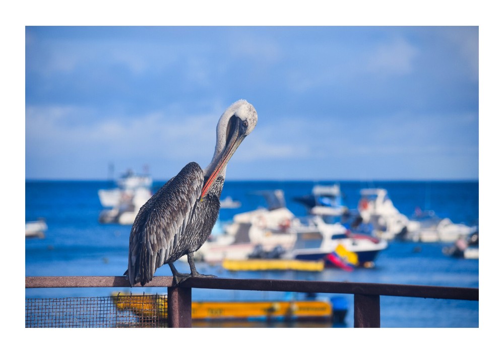 Pelican on Ocean Side, High Resolution Image, Many Formats, TV Art