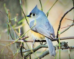 Tufted Titmouse – Baeolophus Bicolor – Nature Photography