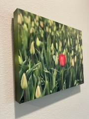art flowers tulips tulip festival Washington fields nature landscape