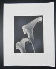 Signed 8×10” b&w photograph Calla lilies follower of Mapplethorpe