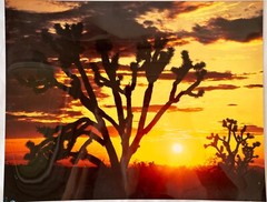 11×14″ Glossy Photo Arizona Landscape Photography Scene Joshua Trees at Sunset