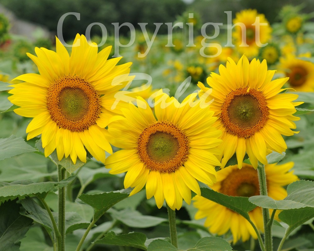 Three Sunflowers 11×14 Matted Original Photography Photo Nature Floral Flowers
