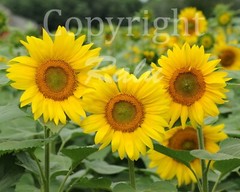 Three Sunflowers 11×14 Matted Original Photography Photo Nature Floral Flowers