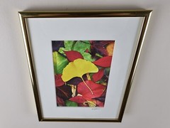 ART – VTG Original Signed Scott Johnson Photograph 10.5×8.5 Framed Gingko Leaves