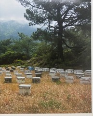 Vintage 2018 SUSANNAH HAYS ‘Bee Boxes Hives’ Datca TURKEY Landscape PHOTO
