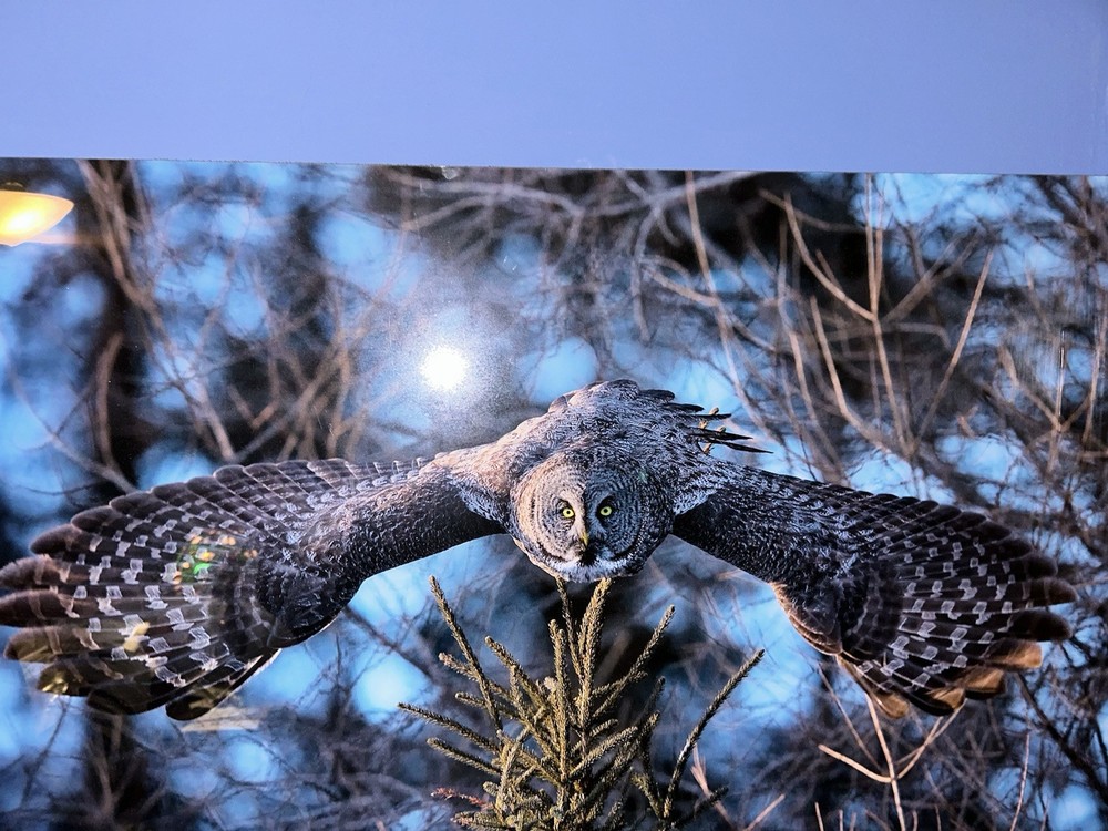 Feiler Owl ! “dive” Nature Photography Sig Beautiful from Vegas gallery art!