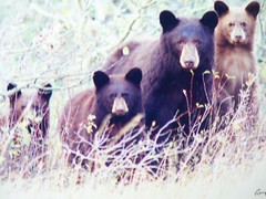 Gerry Lamarre Wildlife Photograph Print Brown Bear Family Matted 16″ x 12″