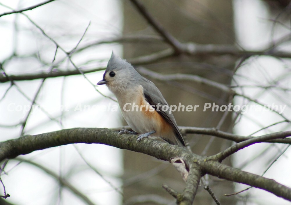 Original ACEO photo art print 2.5×3.5″ TUFTED TITMOUSE IN TREE Bird grey white 