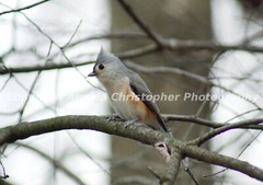 Original ACEO photo art print 2.5×3.5″ TUFTED TITMOUSE IN TREE Bird grey white 