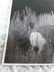 Mule Deer Buck Impact Life Like Photo Art Leonard Lee Rue III 1984