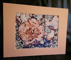 Matted Photograph: Rose Whispers