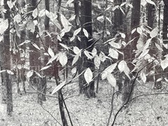 Charles Fendrock ‘Chestnut Leaves’ B&W Photograph – Unframed, Listed Artist