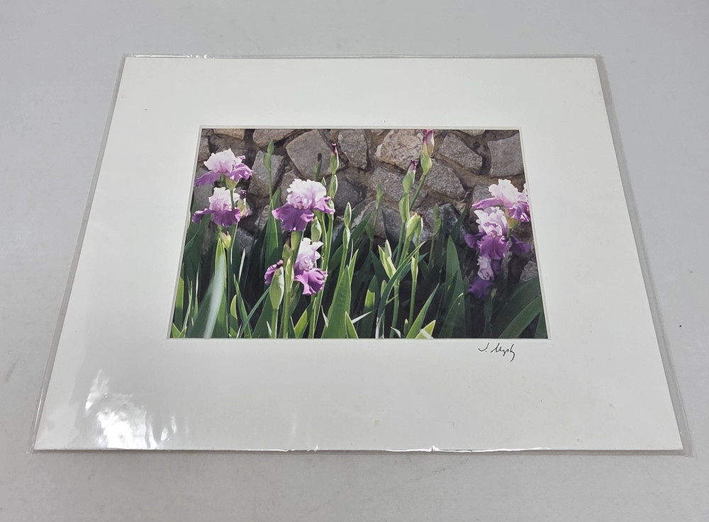Matted Purple Irises Photo Signed Print Photographer Artist James Murphy 10×8 CT