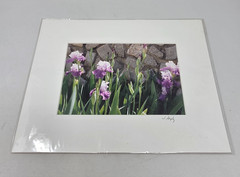 Matted Purple Irises Photo Signed Print Photographer Artist James Murphy 10×8 CT