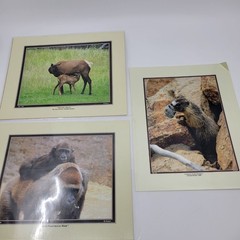 PHOTOGRAPHY Art Prints Lot 3 Vintage Nature Photos – Deer, Gorilla, Marmot HW023