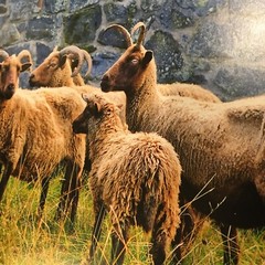 Two photographic prints of Scotland landscape and sheep 8 x 11”