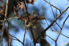 Delmarva Fox Squirrel Photo, Pick One Image – Various Sizes