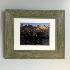 2002 Jim Witkowski 8×10 Color Photograph «Burnt Pinion at White Knolls» Arizona