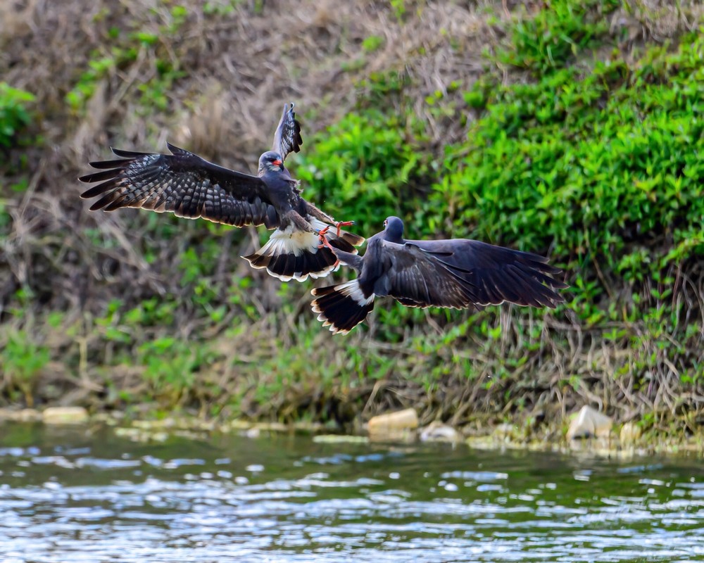Color photographic print of two snail kites fighting (8×10)