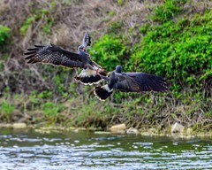 Color photographic print of two snail kites fighting (8×10)