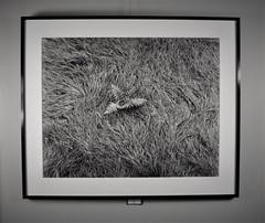 Wind blown grass, fern, Catskill Mountains, NY – Thomas Teich