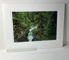 Fine Art Photograph Forest of Dreams Canadian Rockies Landscape Signed & Matted