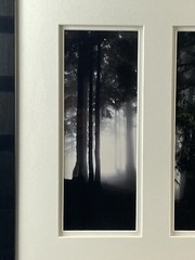 Original Misty Forest Triptych Nature Photography Art Signed Jean Setzer Framed