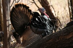 Turkey Photo, Pick One Image – Various Sizes