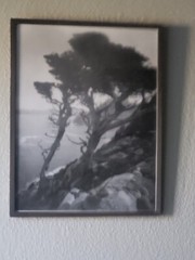 Leopold Hugo Signed Monterey Coast Cyprus Photograph