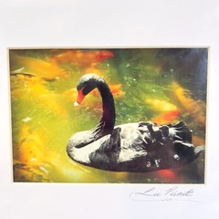 Black Swan Serene Artwork Signed Photograph Koi Fish Harmonious Composition 2008